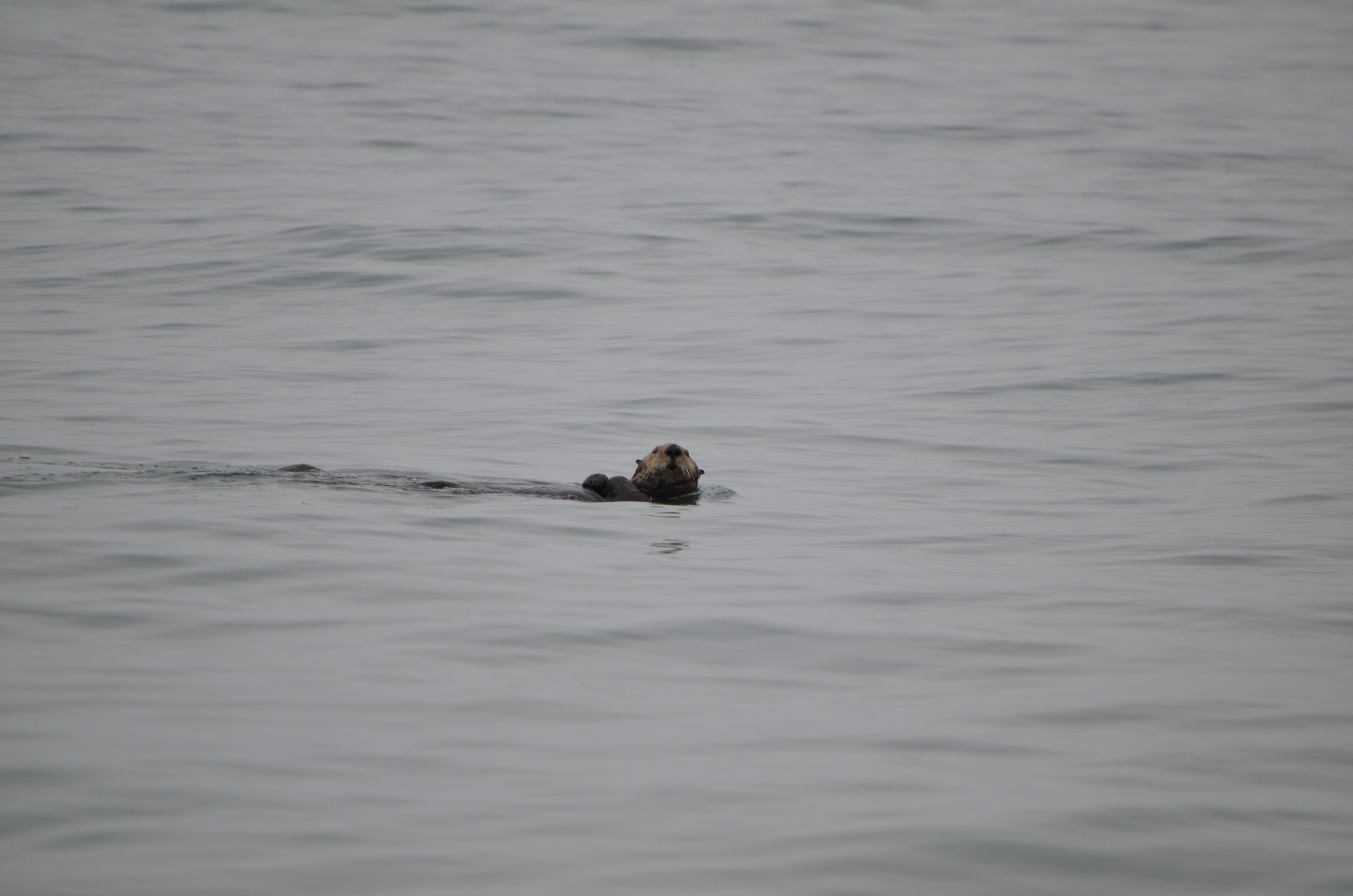 photos/wildlife/Mammal_Species/Sea Otter/DSC_0339.JPG